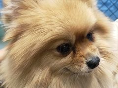 -怪兽屋·羊驼·猫咖·狗咖(俊华广场店)