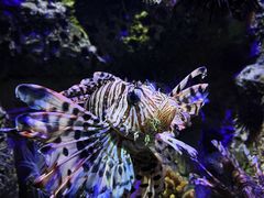 -太平洋海底世界