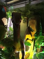 点击看大图 -恐龙探索乐园(磁器口店)