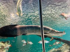 -上海海洋水族馆