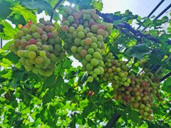 -金谷域澳洲庄园