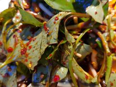 折耳根拌皮蛋-滇铺子(欣都龙城店)