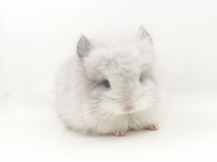 -龙猫仔乐园(惠福东路店)