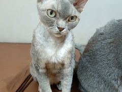 -MOCHA明星猫咖(田子坊店)