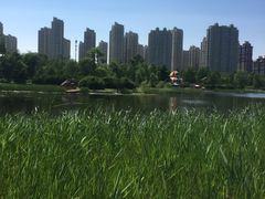 -群力丁香公园