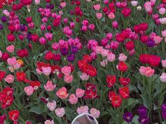 -深圳国际园林花卉博览园