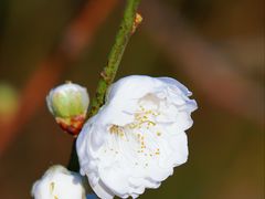 -南国桃园旅游度假区