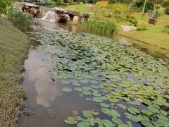 -东莞植物园
