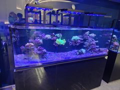 -1013 PET SHOP精品宠物商店(丁香店)