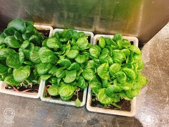 -小小饭店·休闲农庄·安吉松树林里的农家菜
