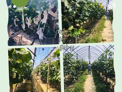 -马陆小张葡萄园农家乐