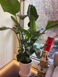 -名媛颜蕙·LPG官方旗舰店