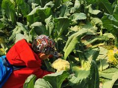 -万源龙顺度假庄园生态观光园