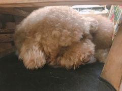 景观位-more than meow吴止猫主题餐厅(承德 中船汇店)