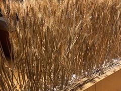 -西村日本料理(香格里拉饭店)