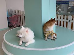 -怪兽屋·羊驼·猫咖·狗咖(俊华广场店)