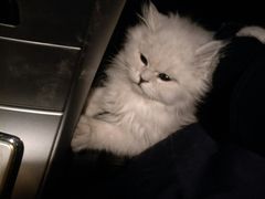 -宠颐生中康贝怡动物医院