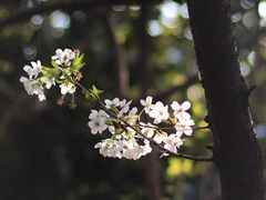 -武汉大学-樱园