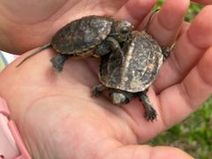 -瑞幸咖啡(沃尔玛华侨城店)