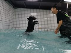 -柚子宠物(伊珊娜调理店)