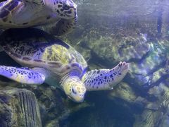 -太平洋海底世界