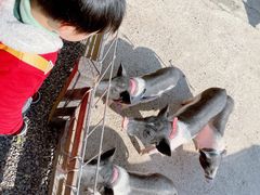 -前小桔亲子创意农场·草莓采摘·露营烧烤