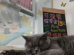 -我爱猫咪·猫咖·狗咖·安哥拉兔·羊驼咖(小寨华旗店)