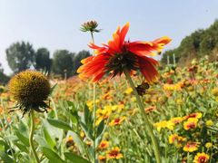 -紫海香堤香草艺术庄园