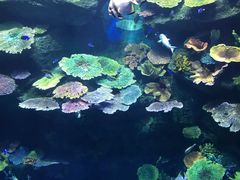 -暹罗海洋世界