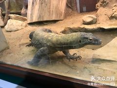 -阿提斯皇家动物园