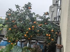 -老方桌烂蹄花川菜馆(九龙坡店)
