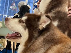 -Let's go狗咖·猫咖·奶狗·桌游(春熙路IFS店)
