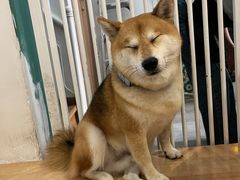 -是阿柴呀！柴犬咖啡·爱喵喵猫咖