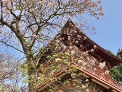 -西安青龙寺遗址景区