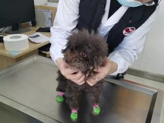 -派美特宠物医院·核磁CT·骨科肿瘤·疑难转诊(沈农禾丰店)