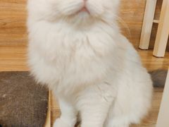 -滚猫咖啡·猫咖·猫友好撸猫(未来城店)