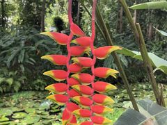 -中国科学院西双版纳热带植物园