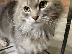 -猫儿山۰猫主题餐厅