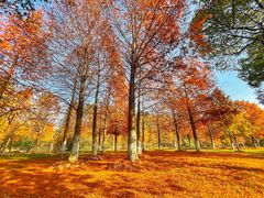 -上海海湾国家森林公园