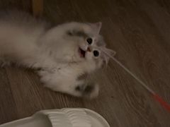 -东方名猫馆·英短金渐层布偶猫舍(环线广场1号楼店)