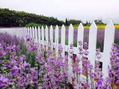 -曲江薰衣草庄园