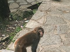 -黔灵山公园