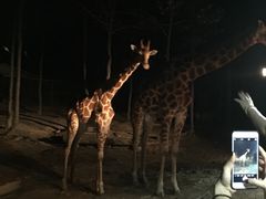 -清迈夜间动物园