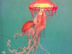 -海合安成都极地海洋公园