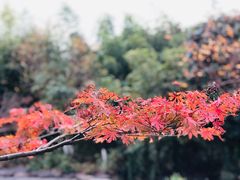 -花溪公园