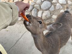 -北京野生动物园