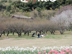 -苏州上方山国家森林公园