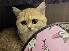 -lincat·猫舍(广州店)