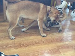 -柴犬高等学院·狗咖·柴犬售卖·宠物训练