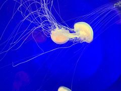 -上海海洋水族馆